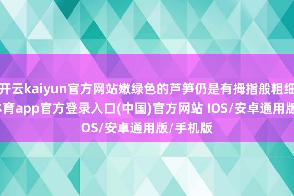 开云kaiyun官方网站嫩绿色的芦笋仍是有拇指般粗细-kai云体育app官方登录入口(中国)官方网站 IOS/安卓通用版/手机版